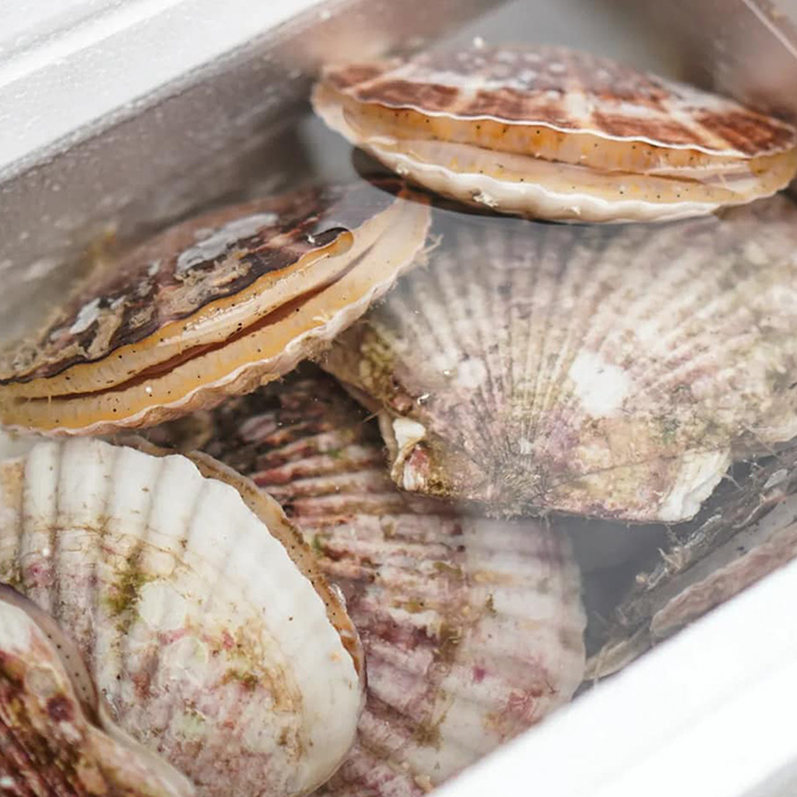 泳ぐホタテ（殻付き）