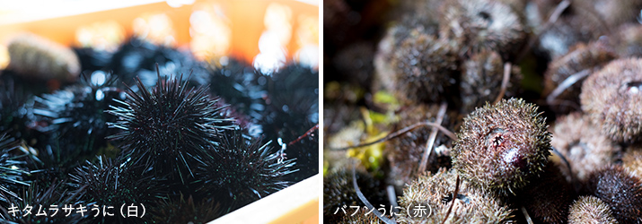 キタムラサキウニとバフンウニ