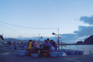 ホタテの選別風景