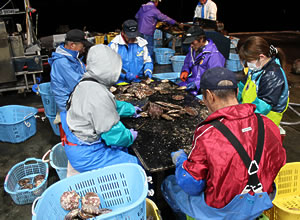 ホタテの選別風景