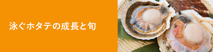泳ぐホタテの成長と旬