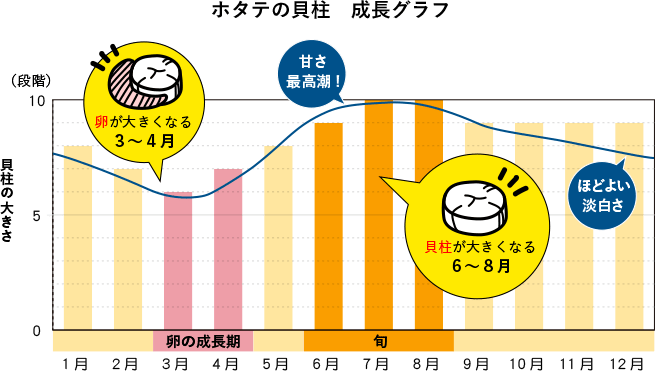 ホタテの貝柱　大きさ指数
