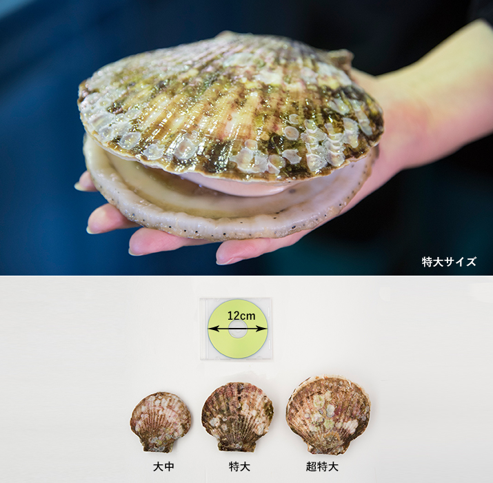 当店のホタテは特大サイズ