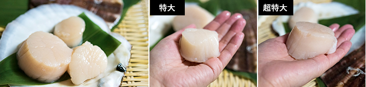 貝柱もビッグサイズ