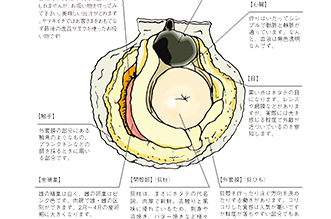 ホタテの部位とヤマキイチ流のおいしい食べ方