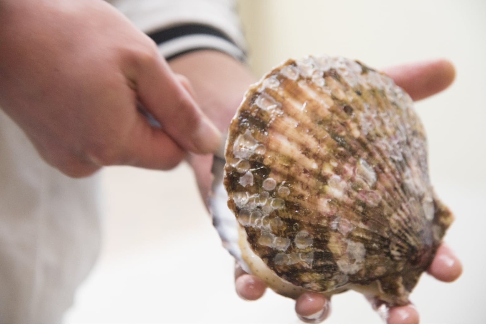 ホタテの殻を剥いている様子