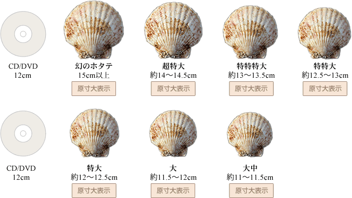 泳ぐホタテサイズ比較
