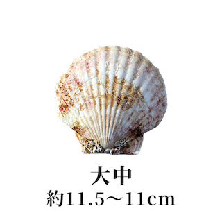 大中 11.5〜11cm