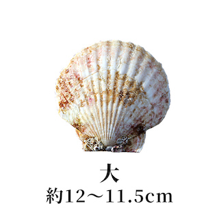 大 12〜11.5cm