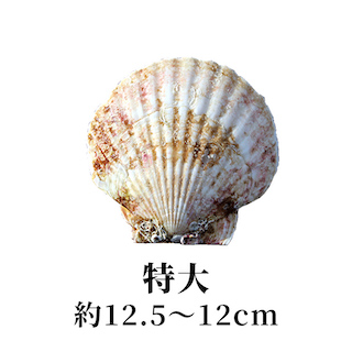 特大 12.5〜12cm