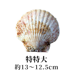特特大 13〜12.5cm
