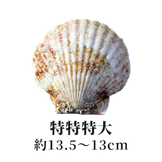 特特特大 13.5〜13cm