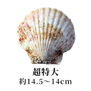 超特大 14.5〜14cm