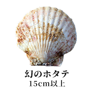 幻のホタテ 15cm 以上