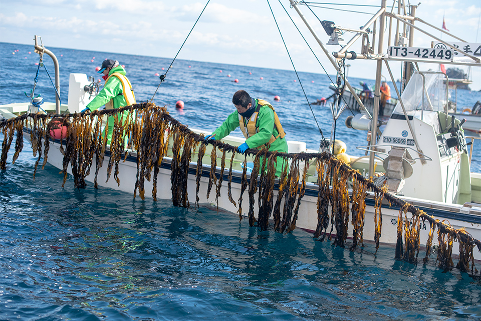 生わかめ漁の様子