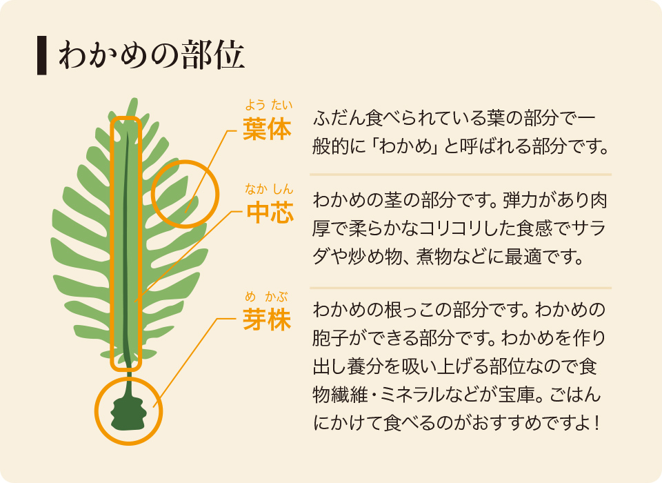 わかめの部位