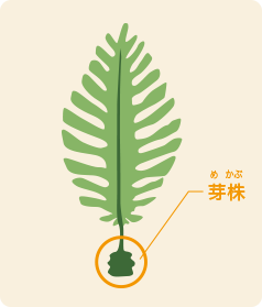 芽株の部位