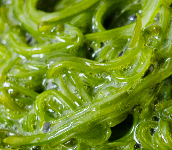 めかぶのとろみ