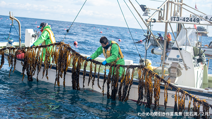 写真：生わかめ漁