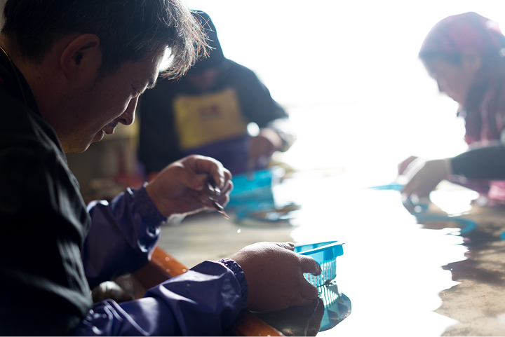 うにのワタ取り作業。