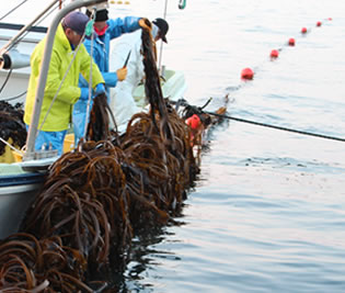 わかめ漁の様子