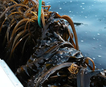 三陸わかめの養殖