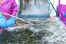 わかめを冷却している様子