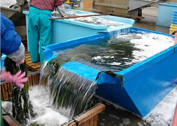 わかめの選別や加工の様子