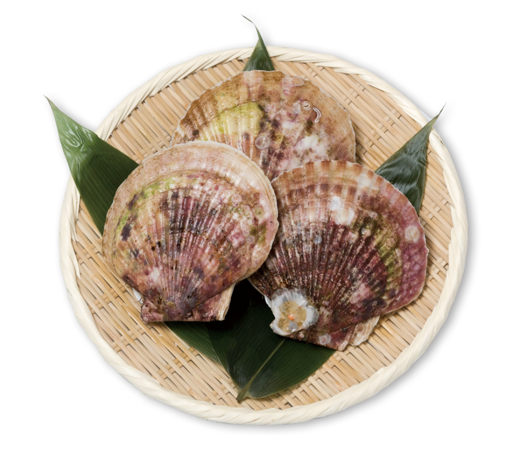 特大活ホタテ