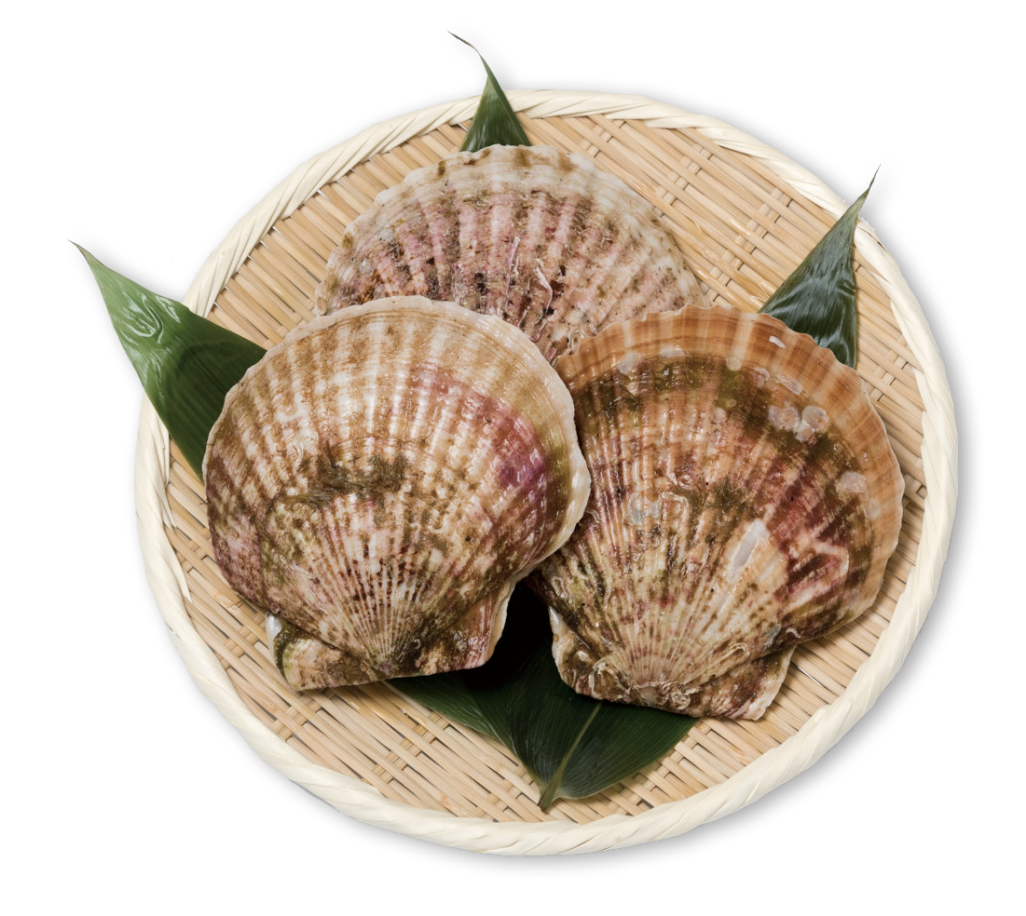 特特大活ホタテ