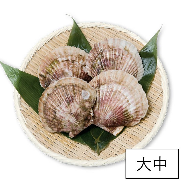 大中活ホタテ（11～11.5cm） | 泳ぐホタテ｜【活ホタテ通販】泳ぐ