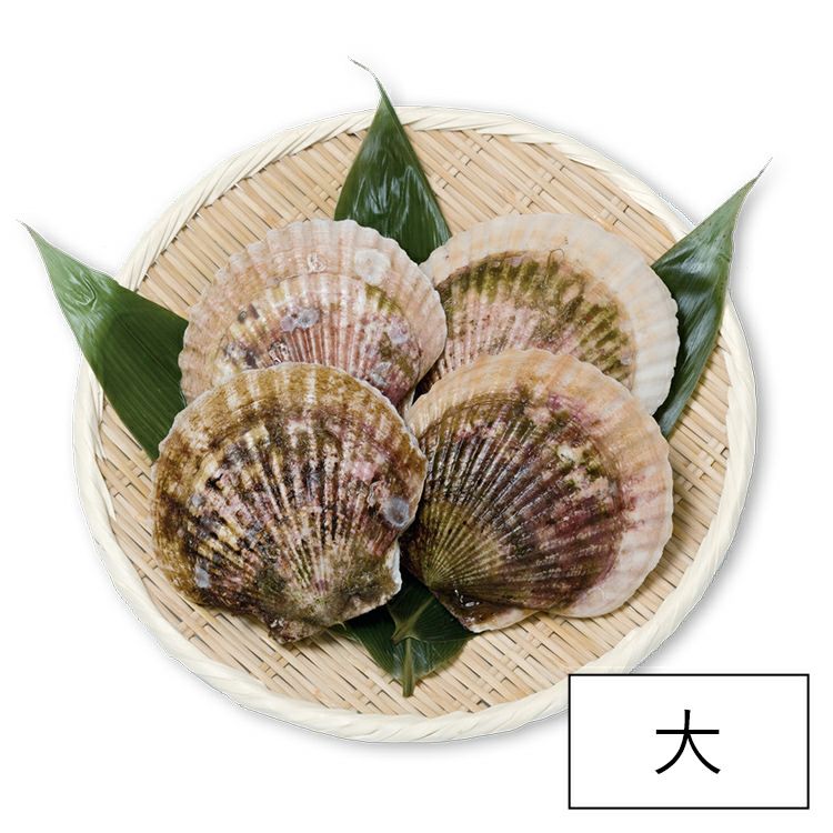 大活ホタテ（11.5～12cm） | 泳ぐホタテ｜【活ホタテ通販】泳ぐホタテ