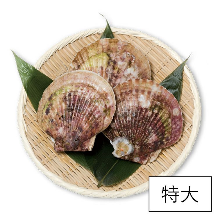 特大活ホタテ（12～12.5cm） | 泳ぐホタテ｜【活ホタテ通販】泳ぐ