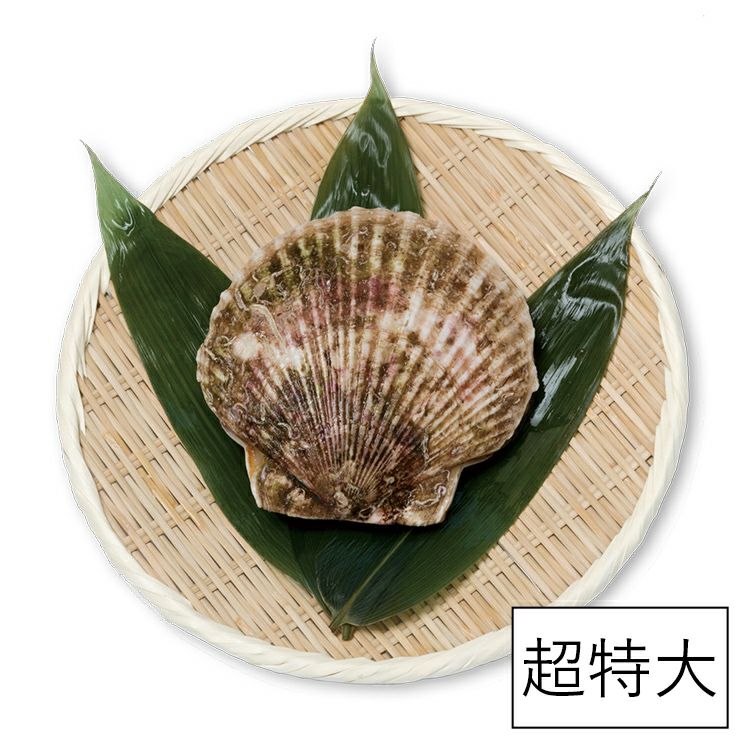 超特大活ホタテ（14～14.5cm） | 泳ぐホタテ｜【活ホタテ通販】泳ぐ